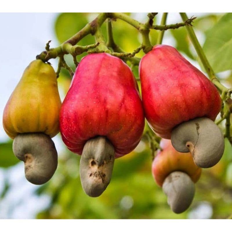 Cashew