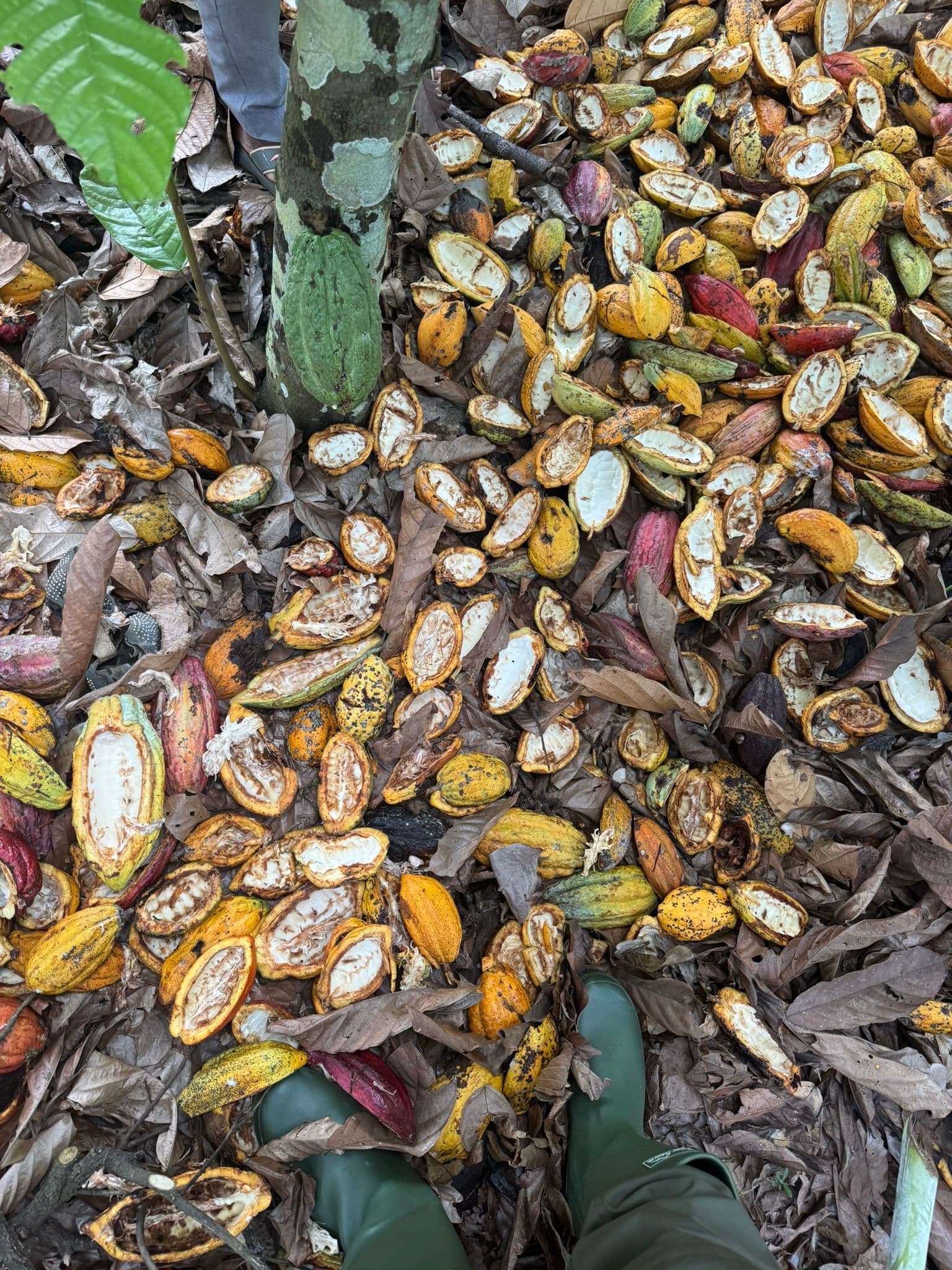 Cocoa