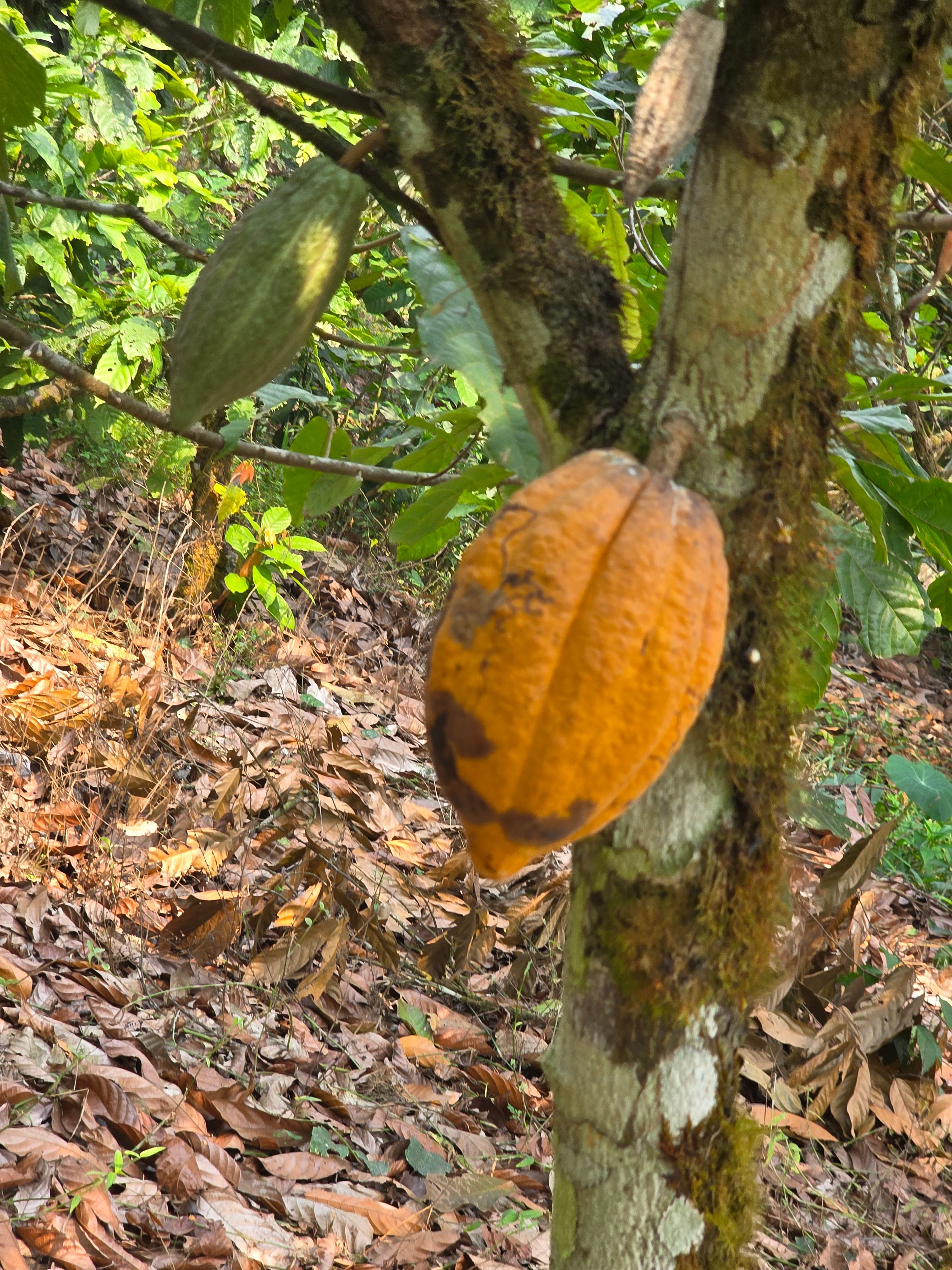 Premium Cocoa Beans
