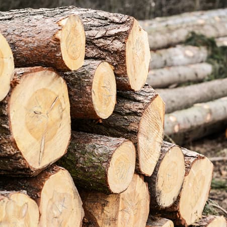 Timber